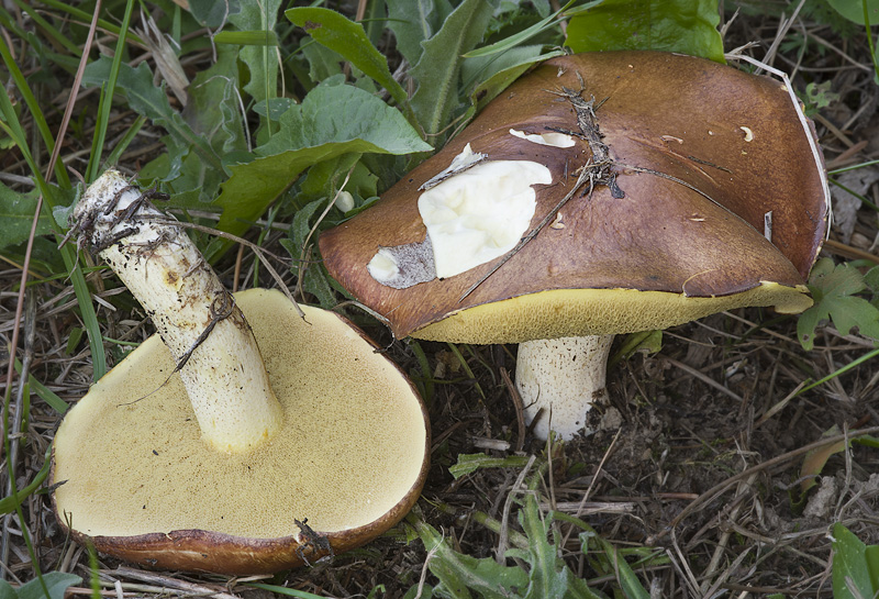 Suillus granulatus